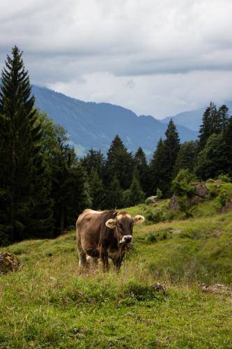 Foto: Anton Schneider