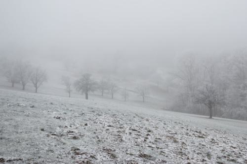 IMG 2648