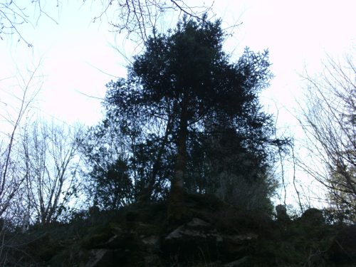 DIGITAL CAMERA