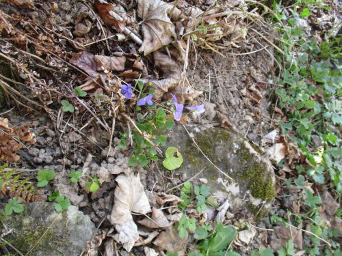 IMG 1259-Web